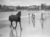 racehorse-on-sand-@-coogee-beach