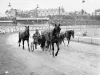 trotters-at-harold-park