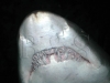 shark1