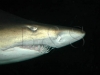 shark3