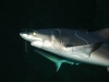 shark4