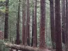 trees-in-forrest-in-calafornia